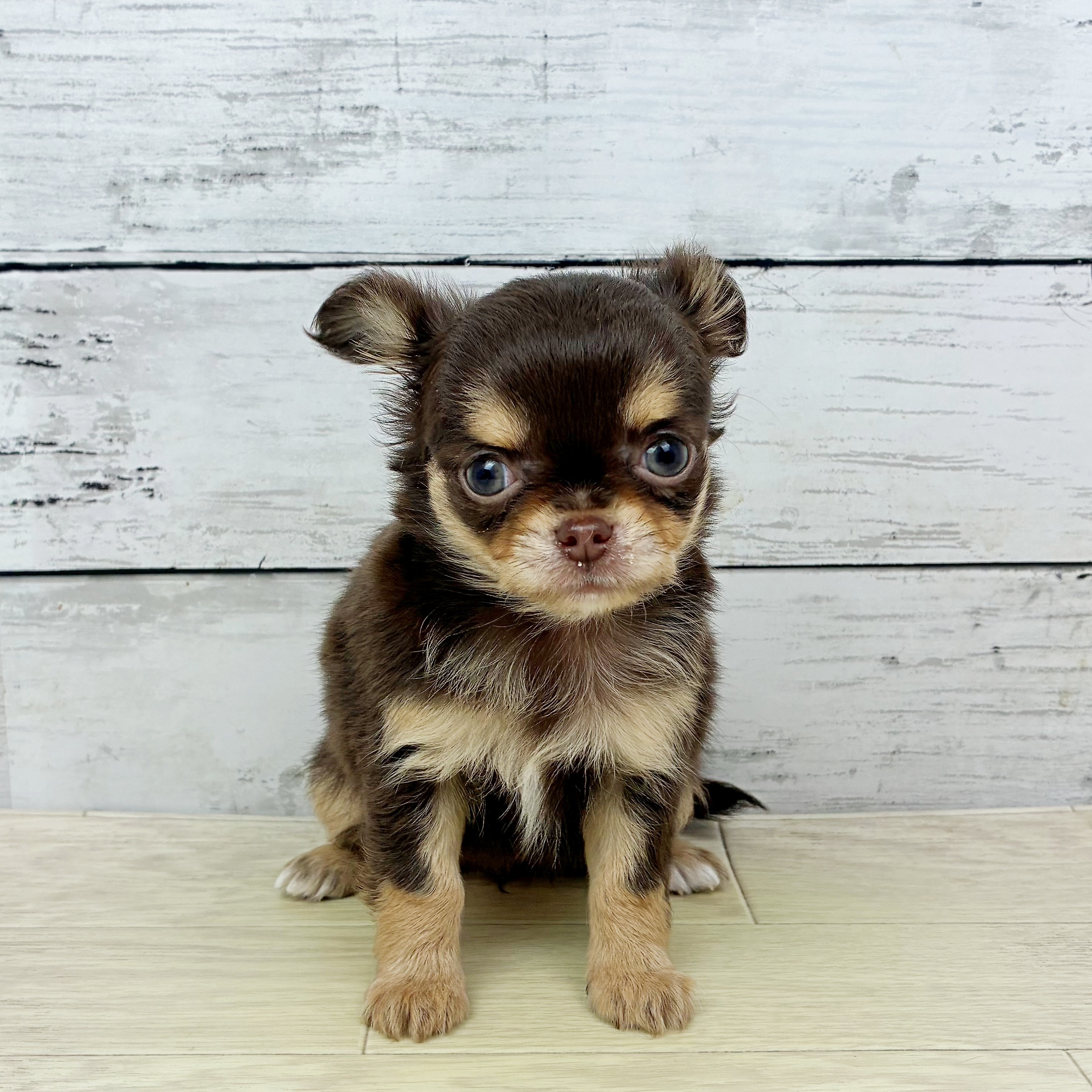 2025年12月3日生まれのチワワ(ロング)