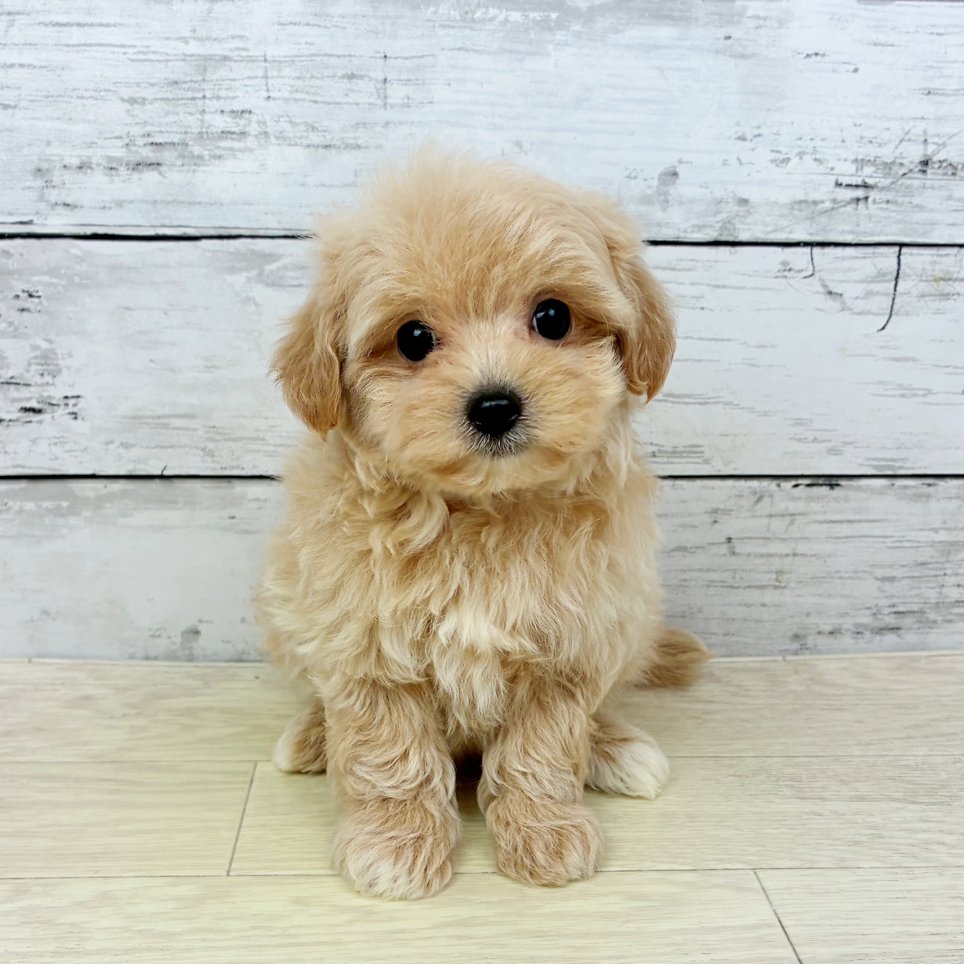 京都府のマルプー(マルチーズ×プードル) (犬の家＆猫の里京都精華店/2025年12月9日生まれ/女の子/アプリコット)の子犬