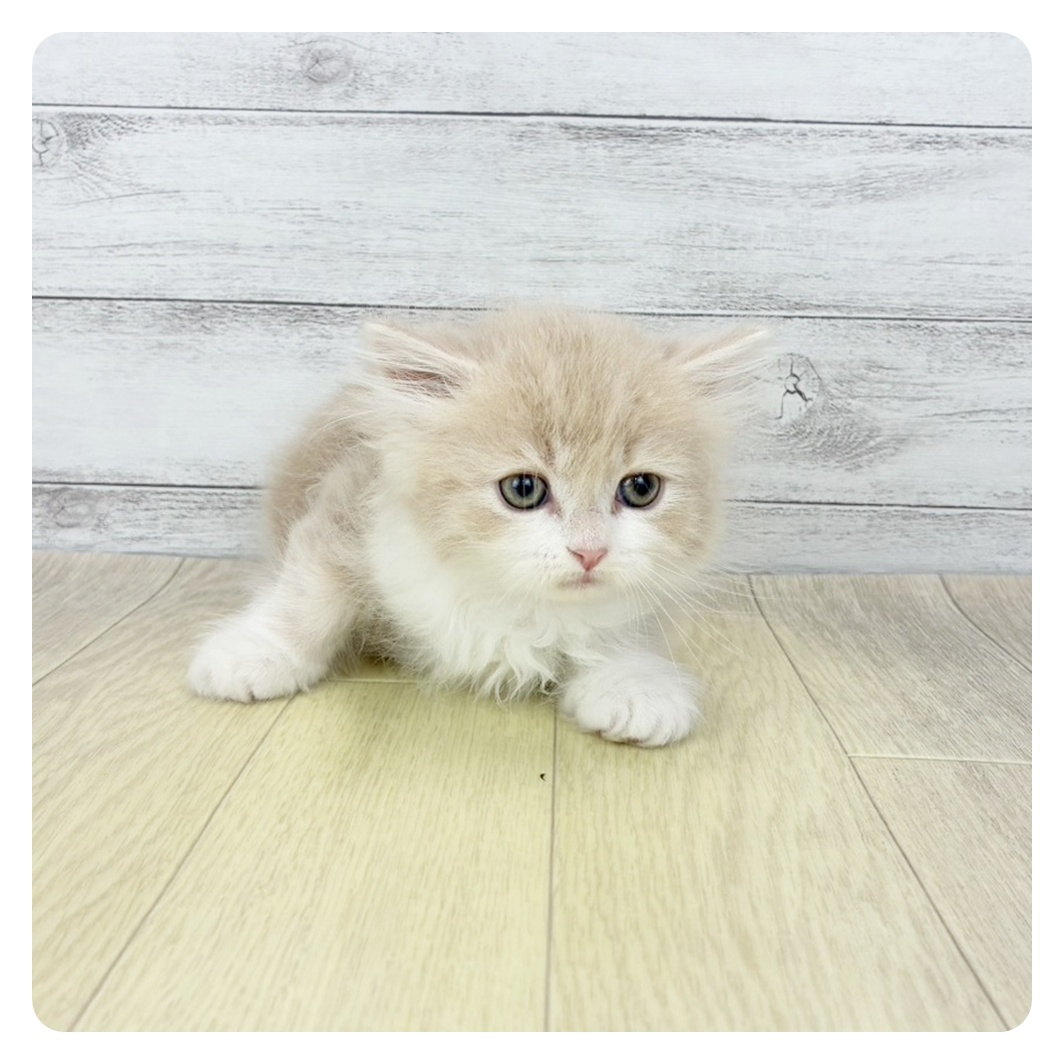 愛知県のサイベリアン (犬の家＆猫の里春日井本店/2025年12月10日生まれ/男の子/クリームタビーホワイト)の子猫