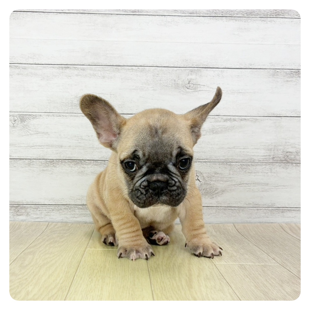 愛知県のフレンチブルドッグ (犬の家＆猫の里春日井本店/2025年12月13日生まれ/男の子/フォーン)の子犬