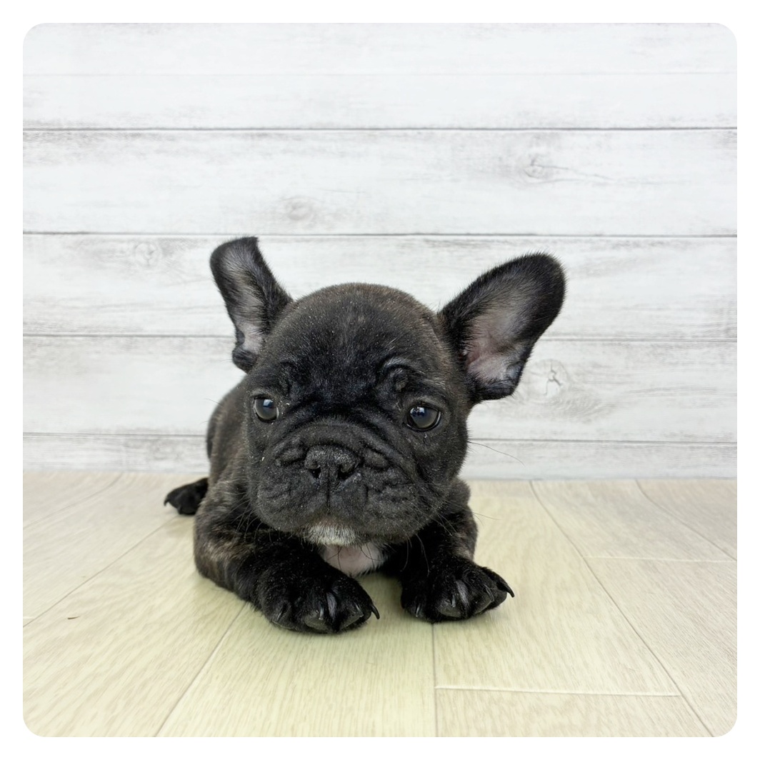 愛知県のフレンチブルドッグ (犬の家＆猫の里春日井本店/2025年12月13日生まれ/男の子/ブリンドル)の子犬