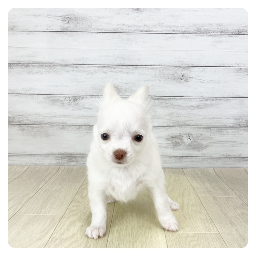 愛知県のチワワ(ロング) (犬の家＆猫の里愛知刈谷店/2025年12月13日生まれ/女の子/ホワイト)の子犬の3枚目の画像