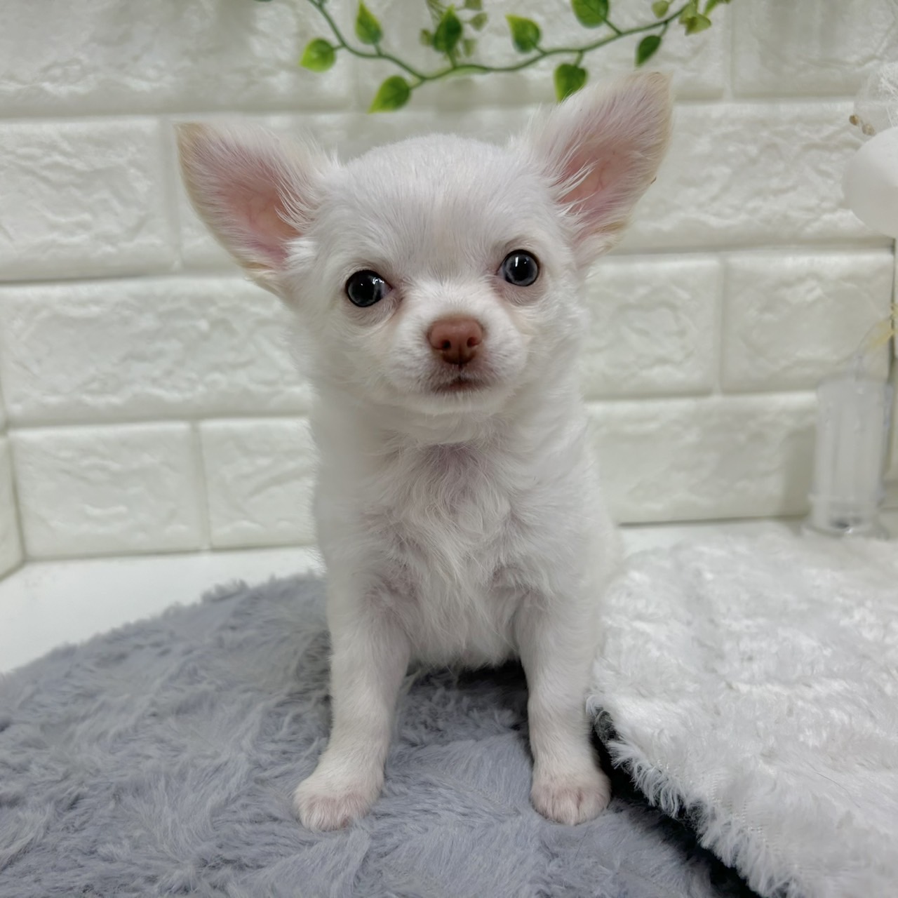 神奈川県のチワワ(ロング) (犬の家＆猫の里相模原店/2025年12月13日生まれ/女の子/ホワイト)の子犬の1枚目の画像