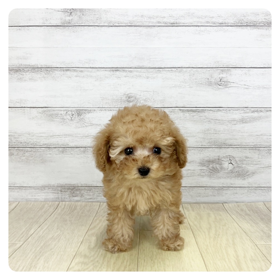 愛知県のトイプードル(ティーカップ) (犬の家＆猫の里春日井本店/2025年12月13日生まれ/女の子/オレンジフォーン)の子犬