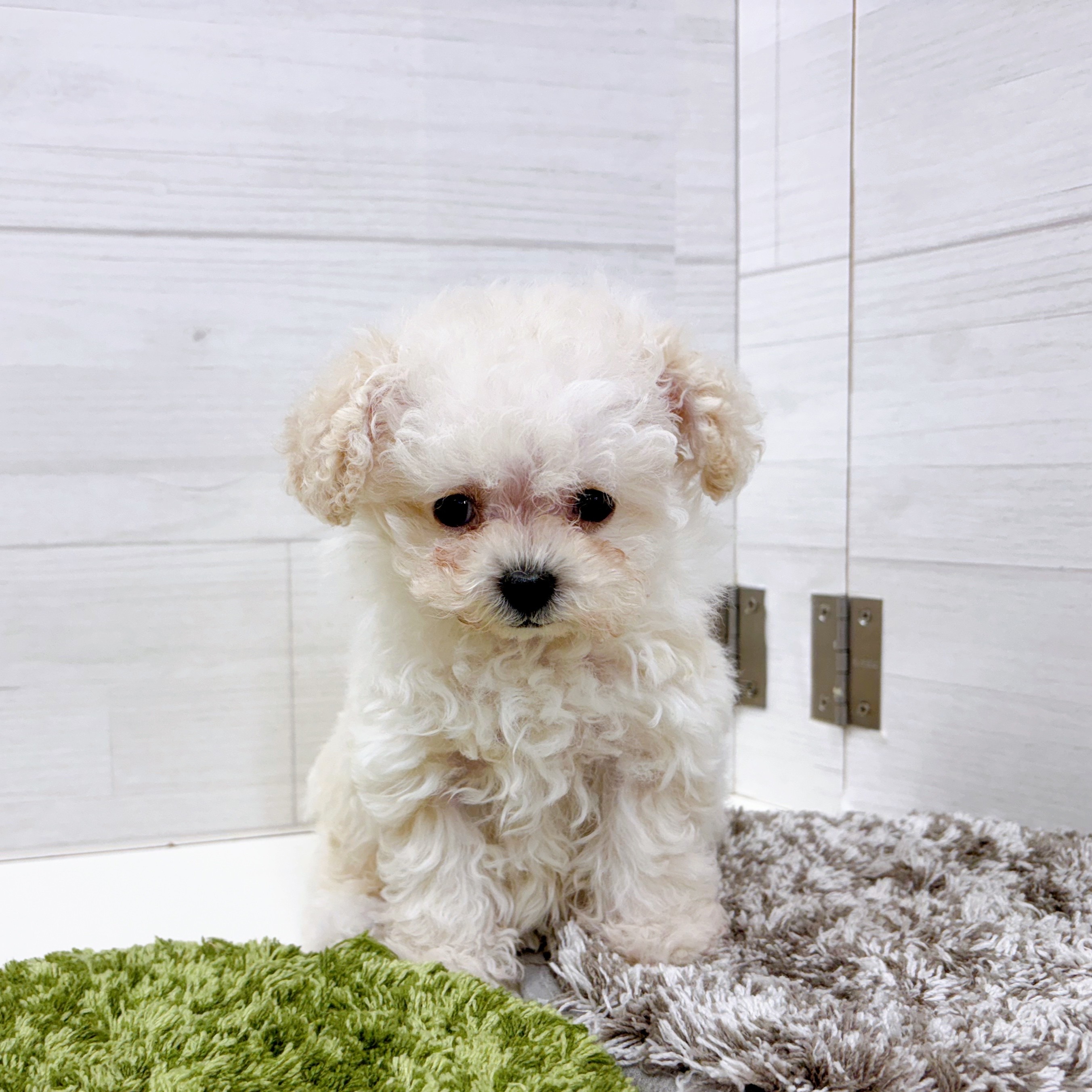 石川県のトイプードル(ティーカップ) (犬の家＆猫の里アミーゴ金沢おこばた店/2025年12月9日生まれ/女の子/ペールフォーン)の子犬の1枚目の画像