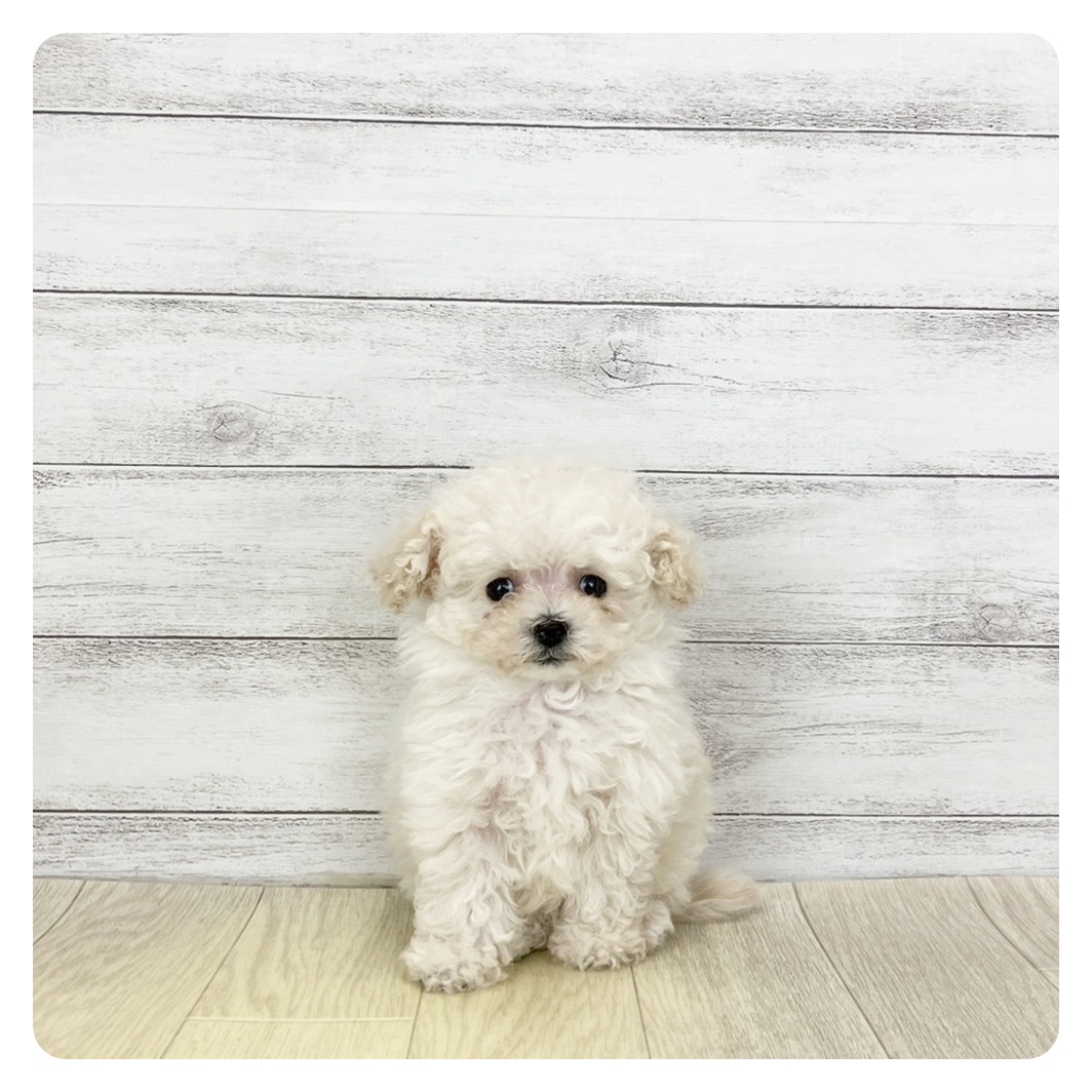 ティーカッププードル女の子の写真