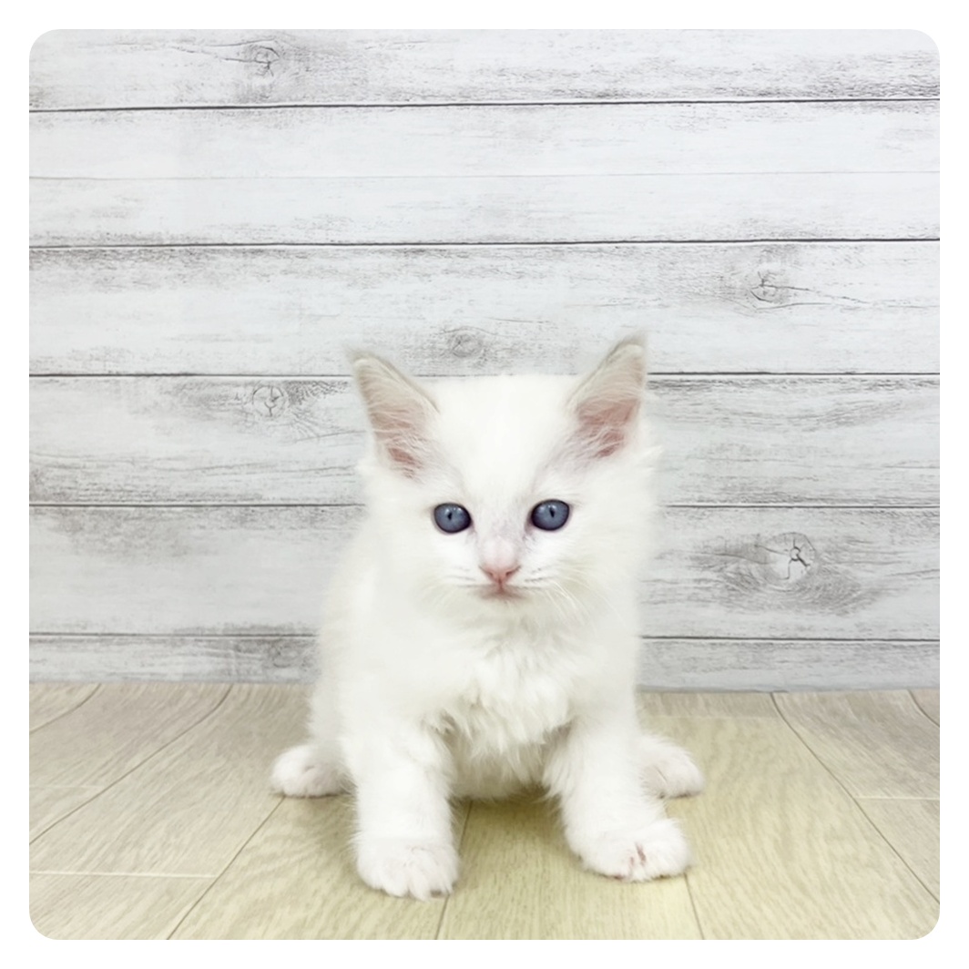 2025年12月12日生まれのラグドール