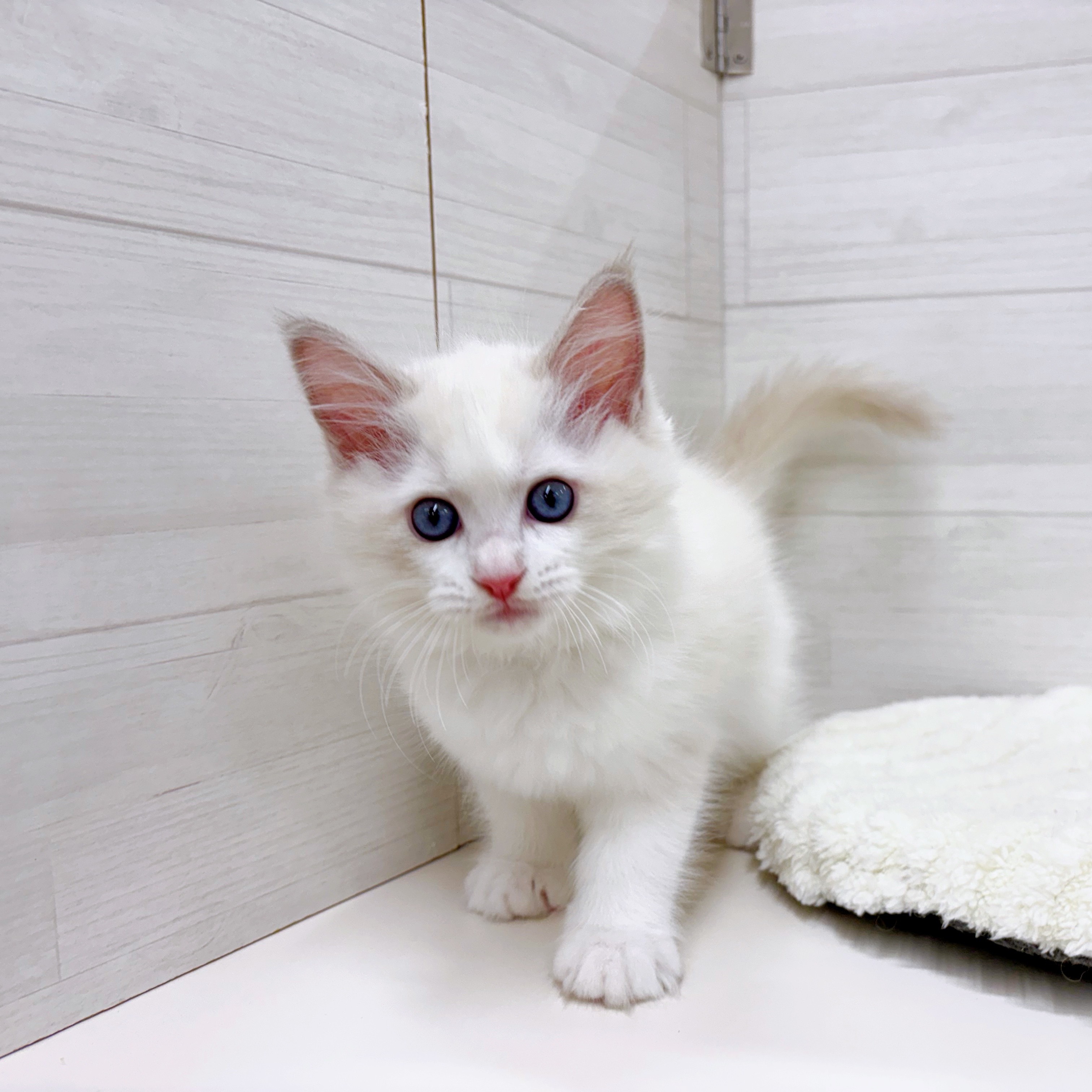 石川県のラグドール (犬の家＆猫の里アミーゴ金沢おこばた店/2025年12月12日生まれ/女の子/ブルーポイントバイカラー)の子猫の1枚目の画像