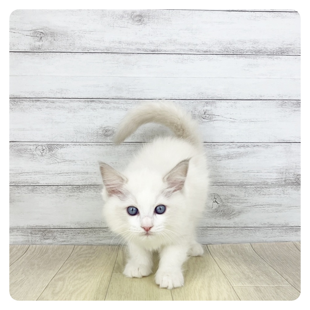 愛知県のラグドール (犬の家＆猫の里春日井本店/2025年12月12日生まれ/女の子/ブルーポイントバイカラー)の子猫