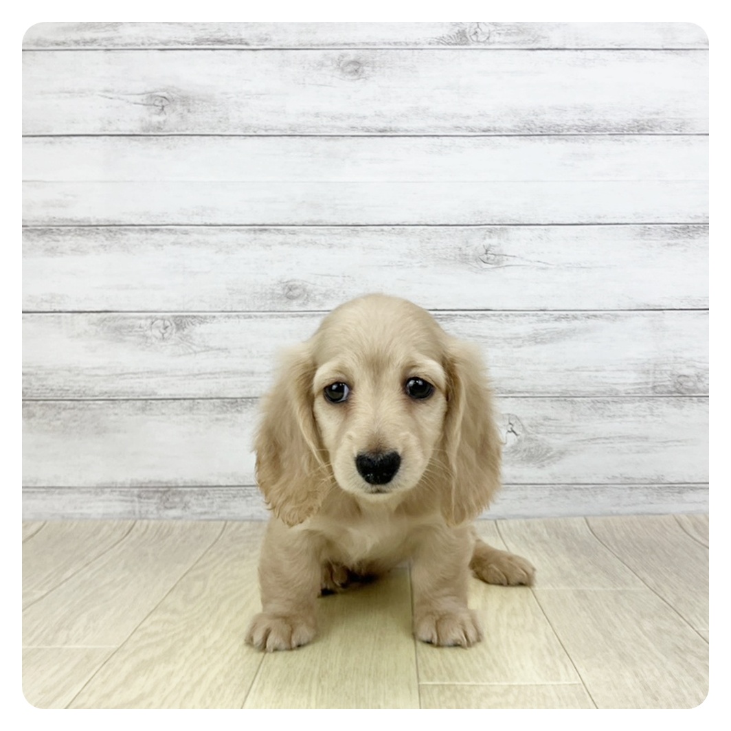 富山県のミニチュアダックスフンド(ロング) (犬の家＆猫の里アミーゴ山室店/2025年12月13日生まれ/女の子/イエロー)の子犬の2枚目の画像