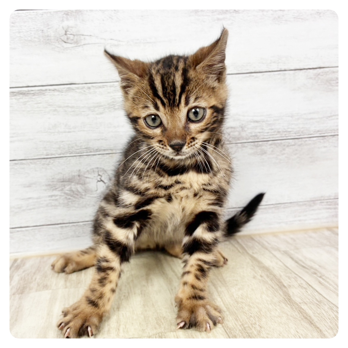 2025年12月11日生まれのベンガル