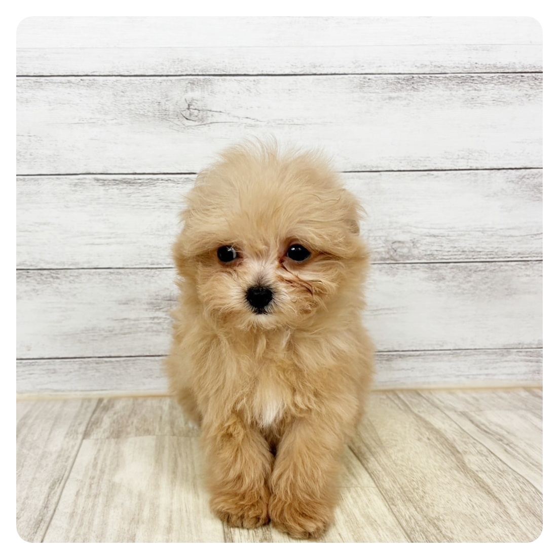 岡山県のチワプー/プーチー(チワワ×プードル) (犬の家＆猫の里倉敷店/2025年11月30日生まれ/男の子/クリーム)の子犬