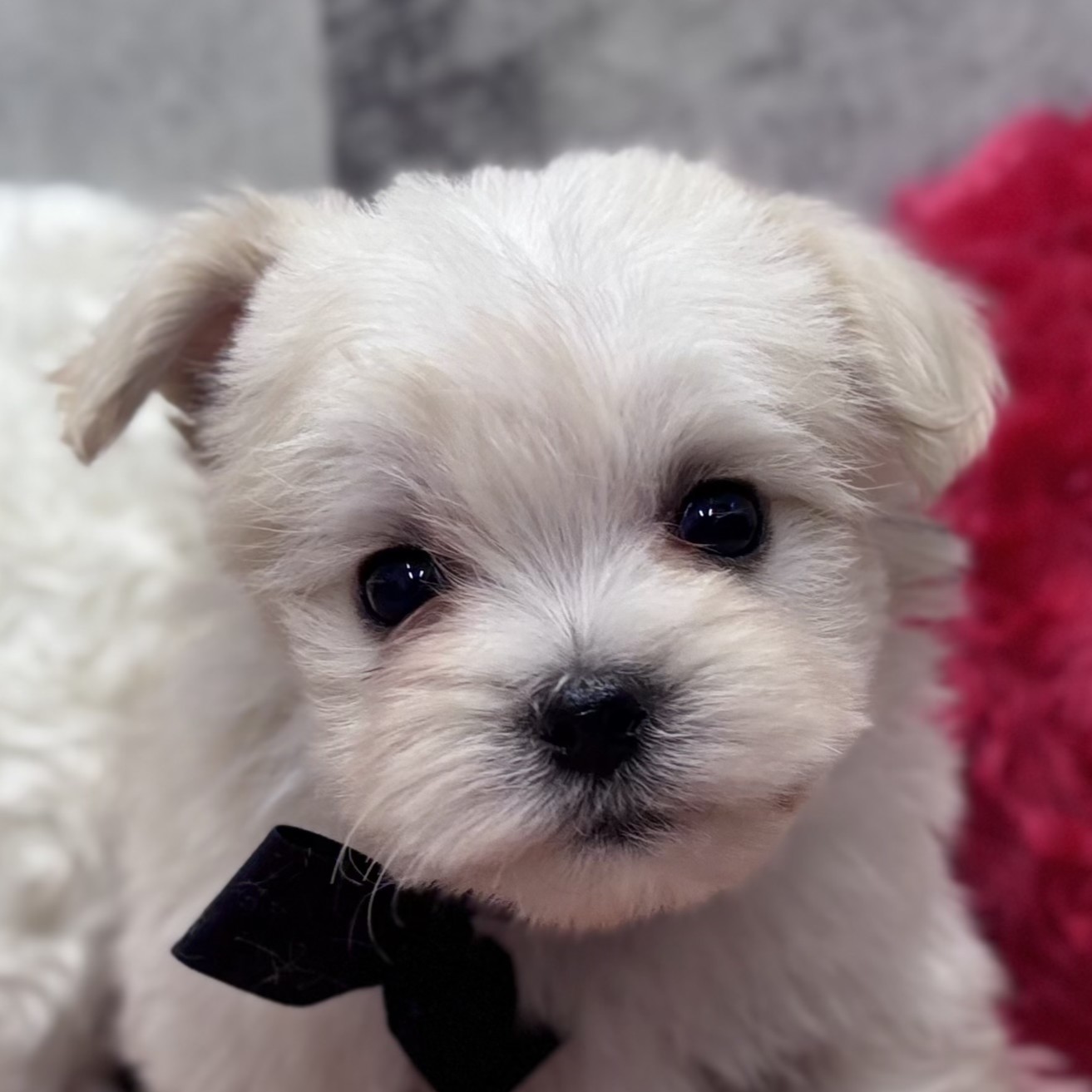 愛知県のマルプー(マルチーズ×プードル) (犬の家＆猫の里春日井本店/2025年12月12日生まれ/男の子/クリーム)の子犬