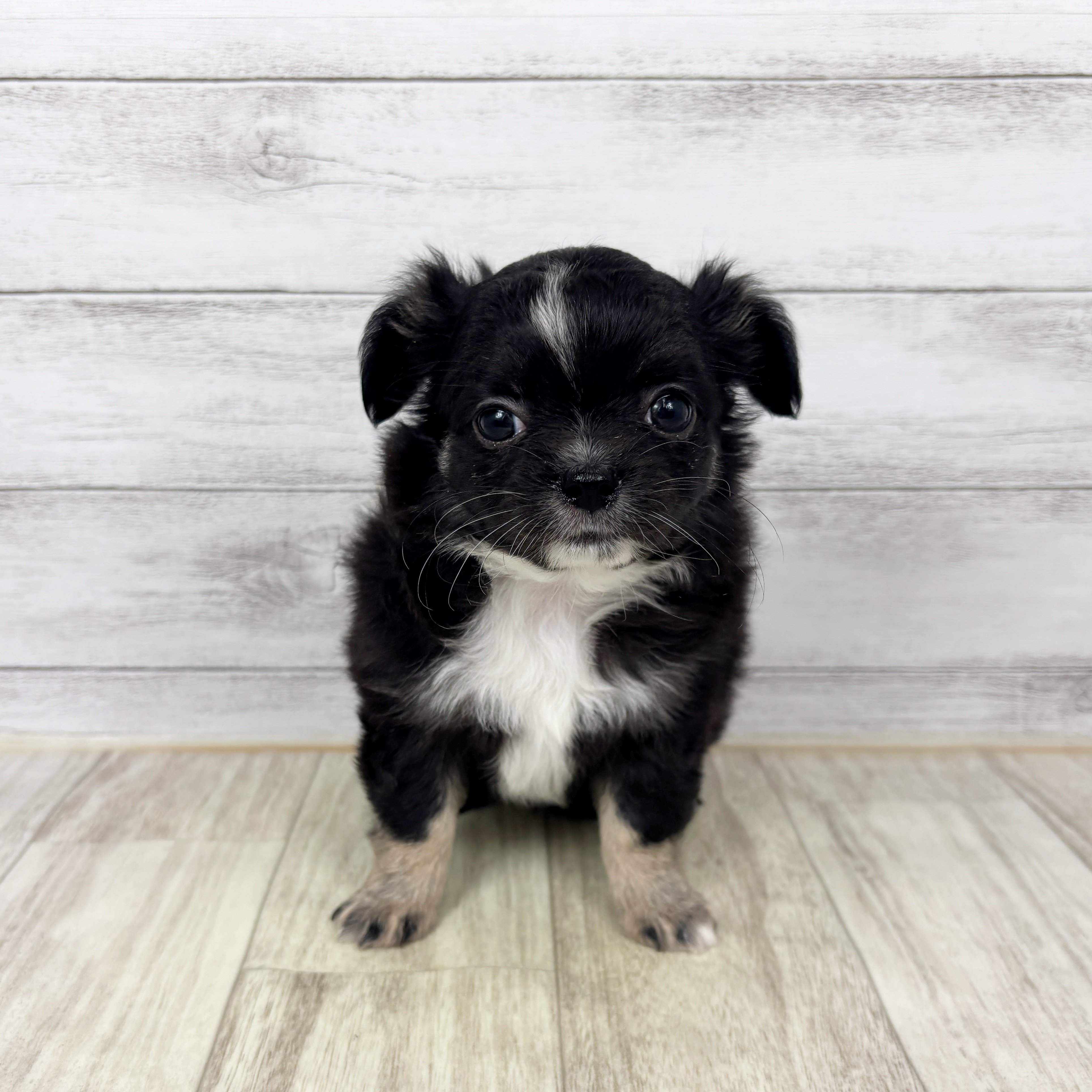 大阪府のチワワ(ロング) (犬の家＆猫の里そよら東岸和田店/2025年12月12日生まれ/男の子/ブラックホワイト)の子犬