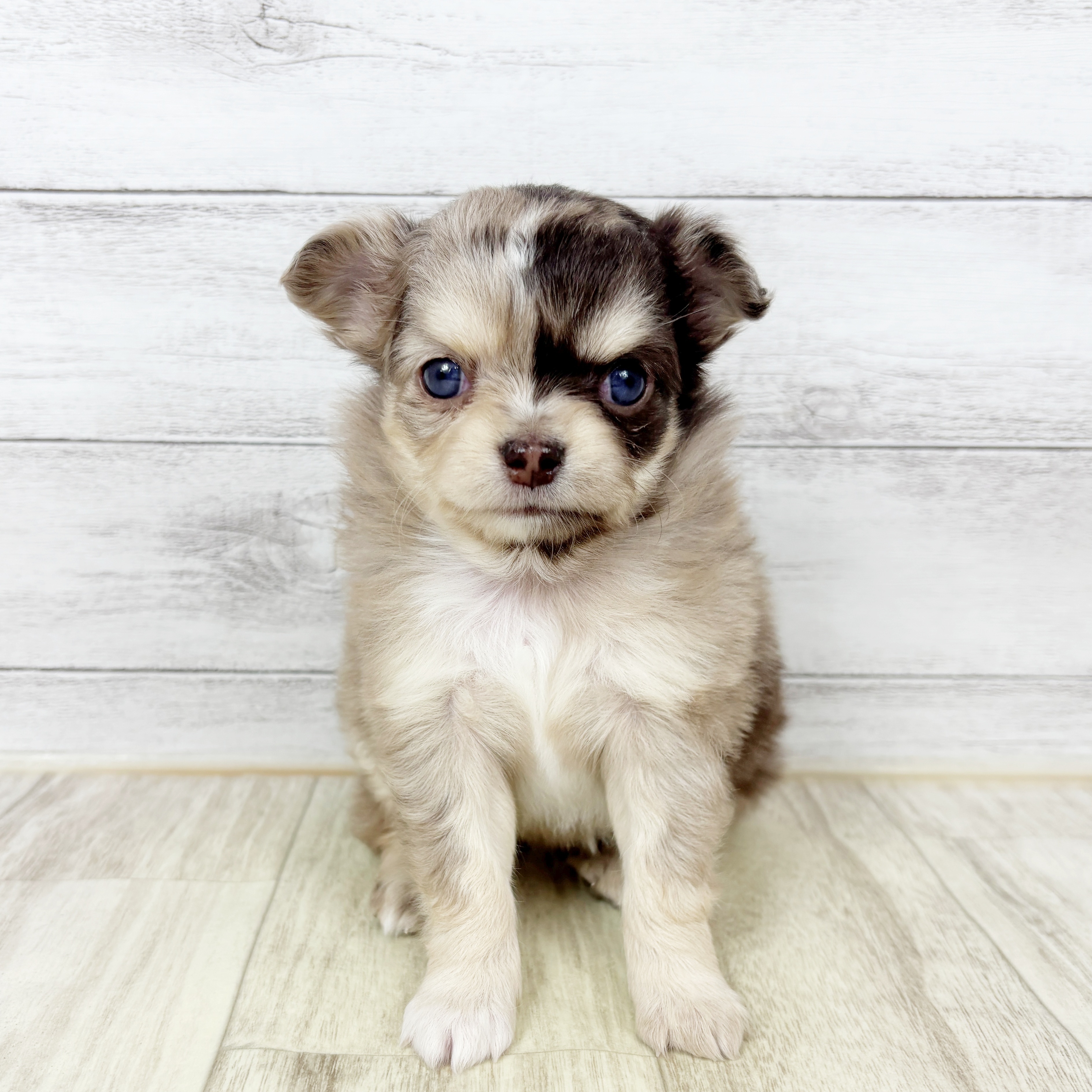 大阪府のチワワ(ロング) (犬の家＆猫の里吹田店/2025年12月12日生まれ/女の子/チョコレートマール)の子犬の2枚目の画像