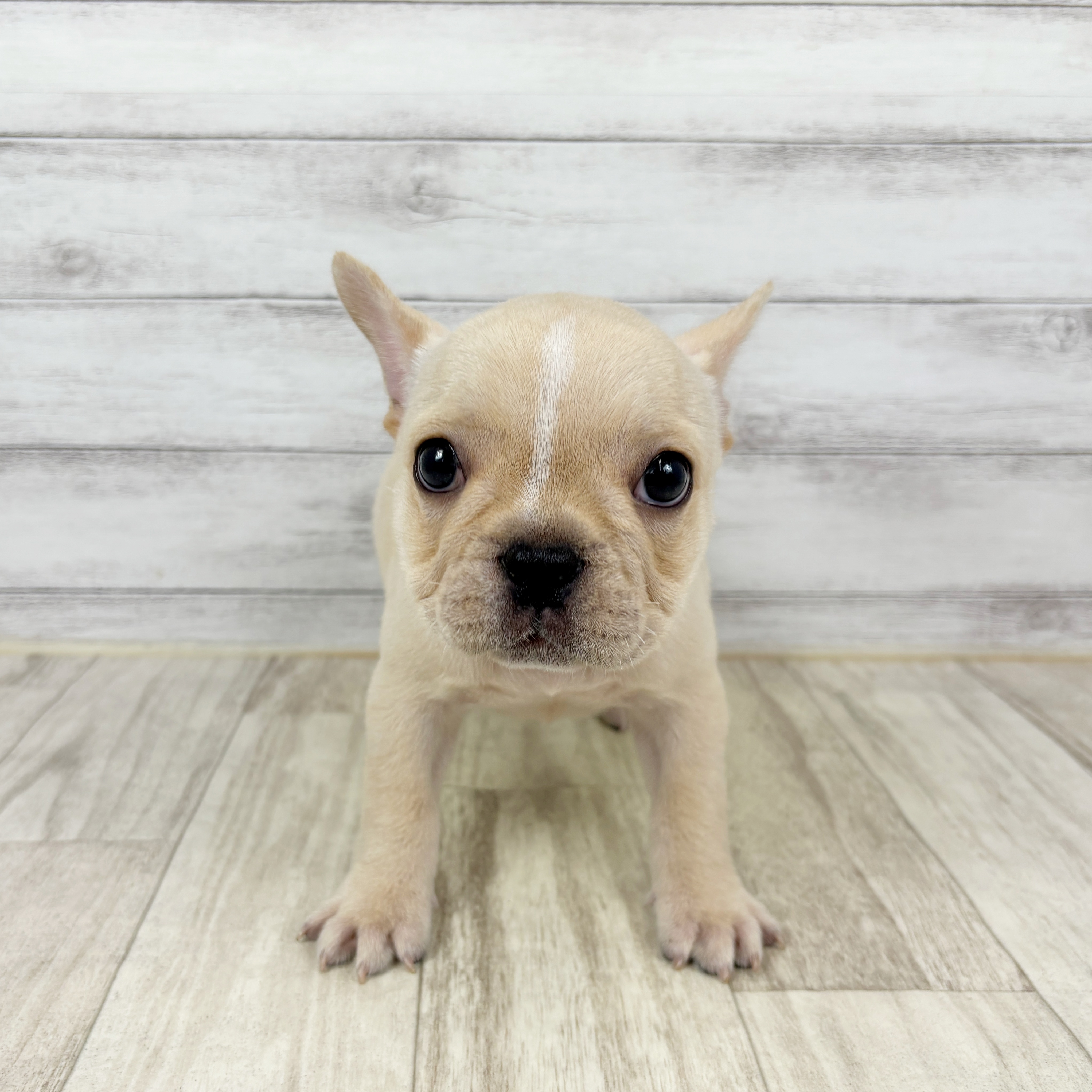 兵庫県のフレンチブルドッグ (犬の家＆猫の里川西店/2025年12月5日生まれ/女の子/クリーム)の子犬