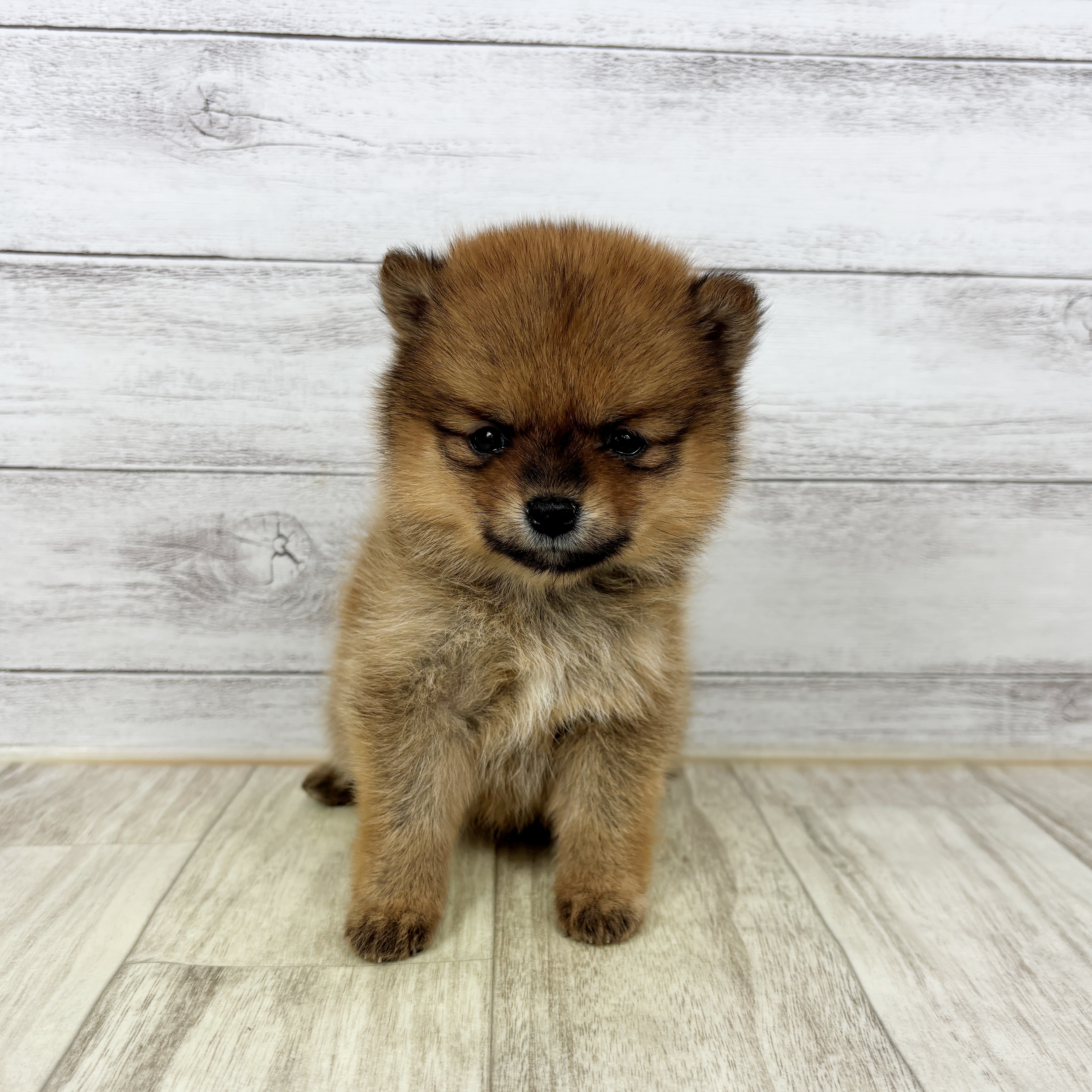 兵庫県のポメ柴/豆ポメ/ポメ豆柴(ポメラニアン×柴犬) (犬の家＆猫の里ニッケパークタウン加古川店/2025年12月14日生まれ/女の子/オレンジ)の子犬の2枚目の画像