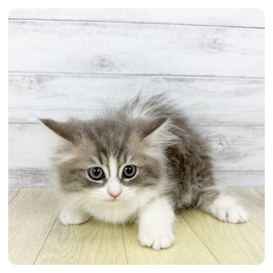 愛知県のスコティッシュフォールド (犬の家＆猫の里春日井本店/2025年12月2日生まれ/男の子/ブルータビーホワイト)の子猫