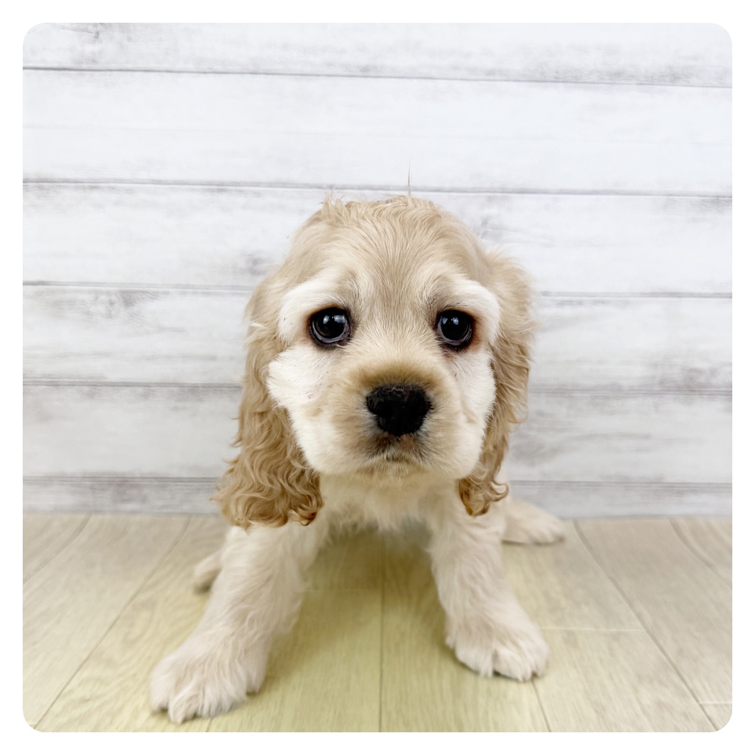 2025年12月12日生まれのアメリカンコッカースパニエル