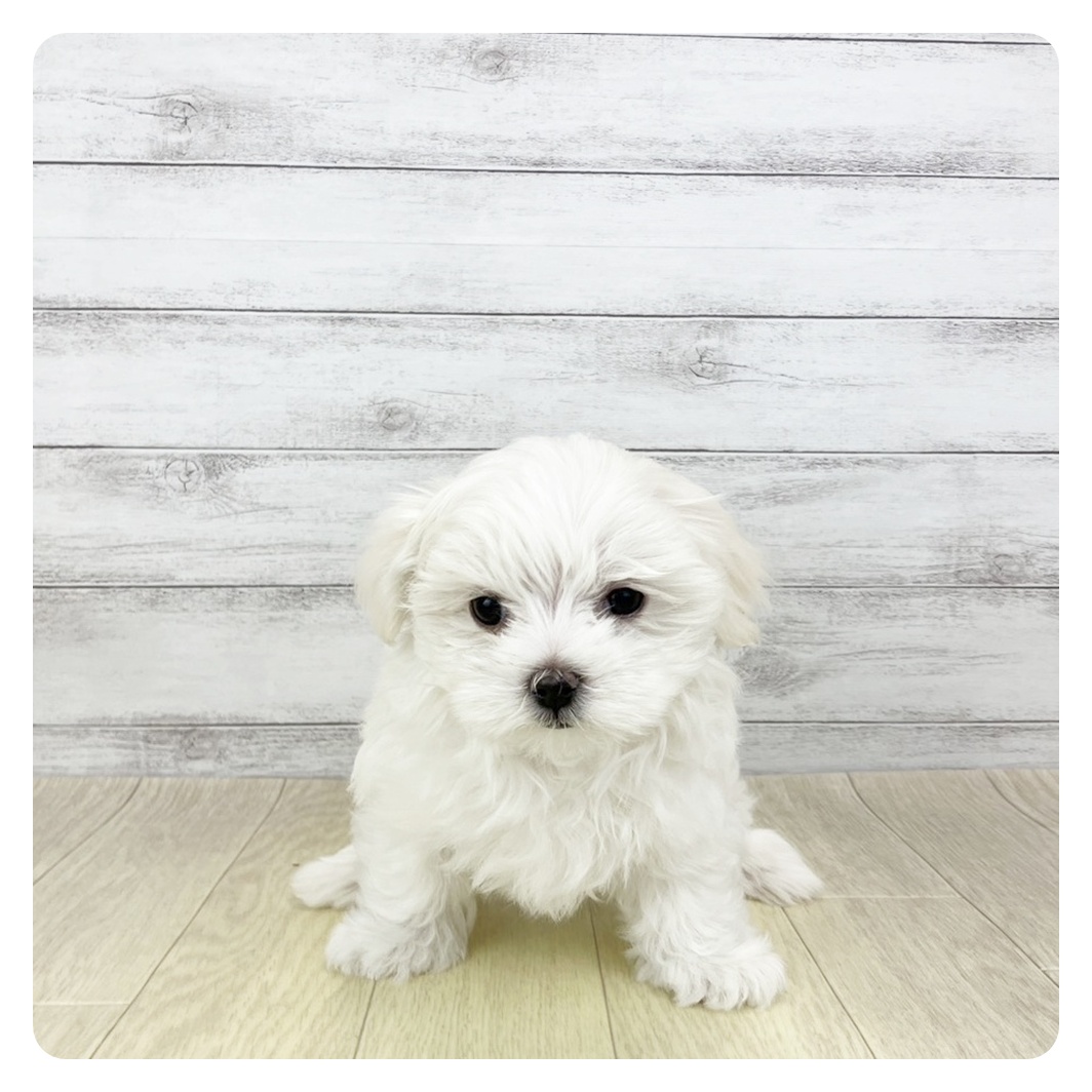 マルチーズ女の子の写真