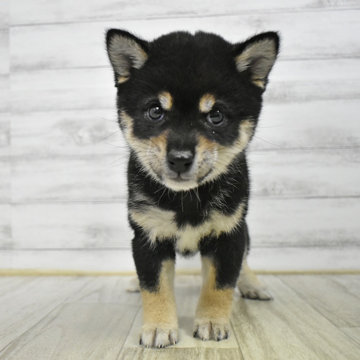 長野県の豆柴 (犬の家＆猫の里長野店/2025年12月12日生まれ/女の子/黒)の子犬の4枚目の画像