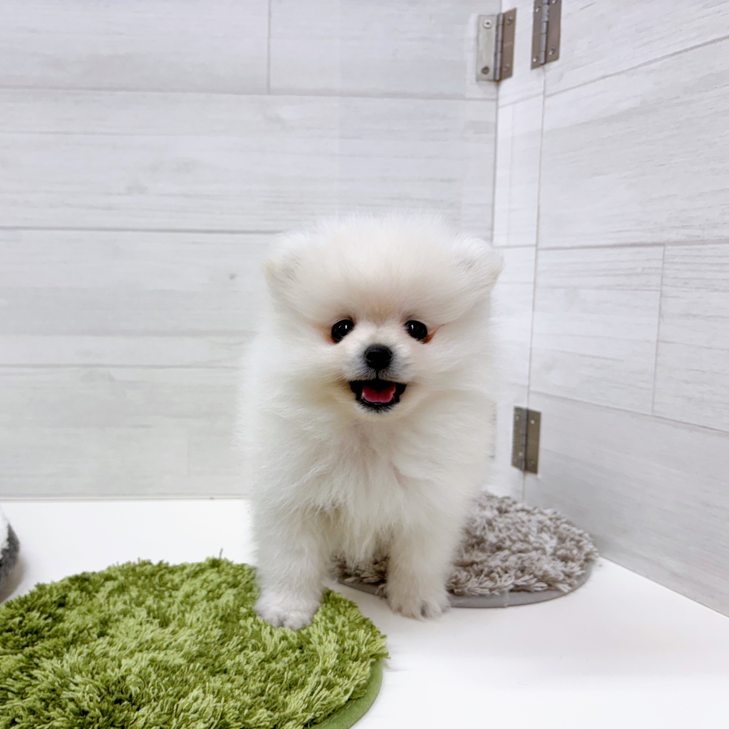 石川県のポメラニアン (犬の家＆猫の里アミーゴ金沢おこばた店/2025年12月15日生まれ/男の子/クリーム)の子犬の1枚目の画像