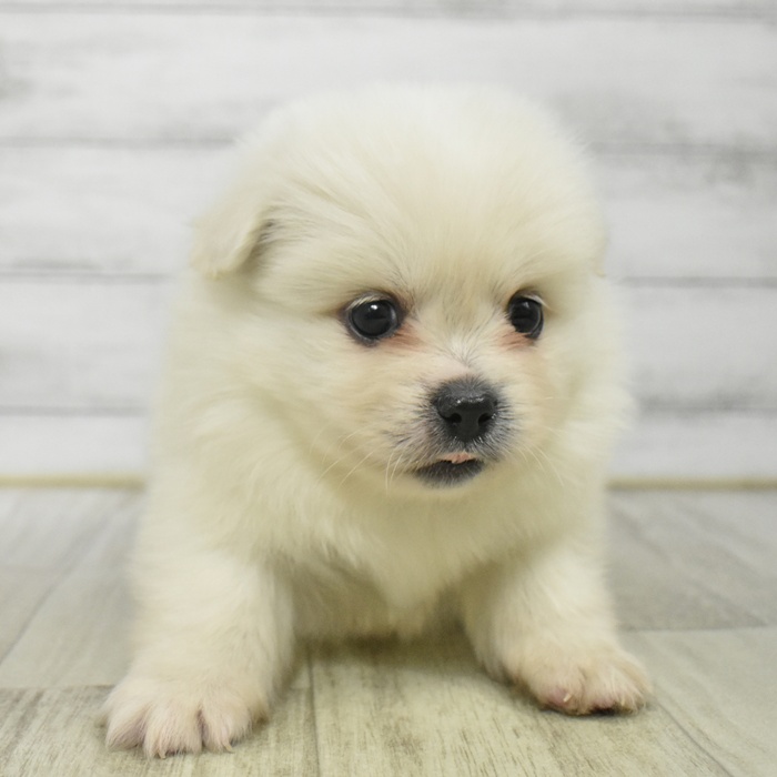 神奈川県のペキポメ/ポメペキ(ペキニーズ×ポメラニアン) (犬の家＆猫の里小田原店/2025年12月14日生まれ/男の子/ホワイト)の子犬