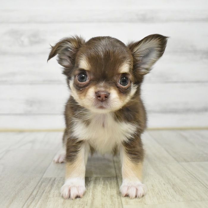 神奈川県のチワワ(ロング) (犬の家＆猫の里小田原店/2025年12月16日生まれ/女の子/チョコレートタンホワイト)の子犬