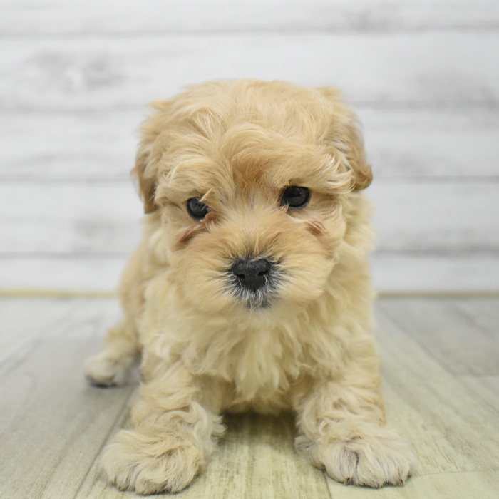 石川県のマルプー(マルチーズ×プードル) (犬の家＆猫の里アミーゴ金沢有松店/2025年12月15日生まれ/男の子/アプリコット)の子犬の3枚目の画像