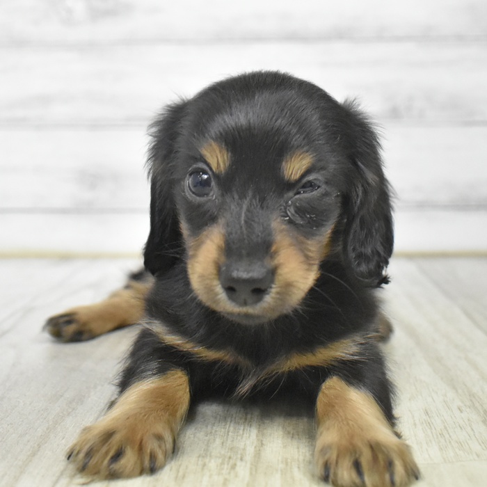 神奈川県のミニチュアダックスフンド(ロング) (犬の家＆猫の里小田原店/2025年12月14日生まれ/女の子/ブラックタン)の子犬