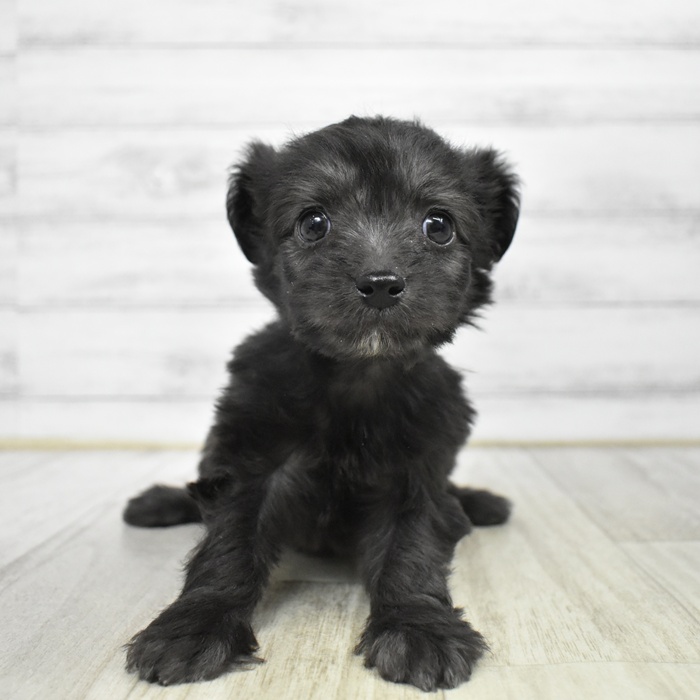長野県のチワプー/プーチー(チワワ×プードル) (犬の家＆猫の里長野店/2025年12月15日生まれ/男の子/ブラック)の子犬