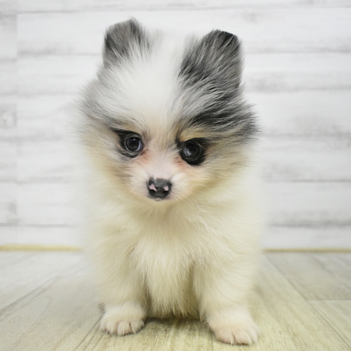 神奈川県のポメラニアン (犬の家＆猫の里相模原店/2025年12月15日生まれ/男の子/ホワイト、ブルーマール＆タン)の子犬
