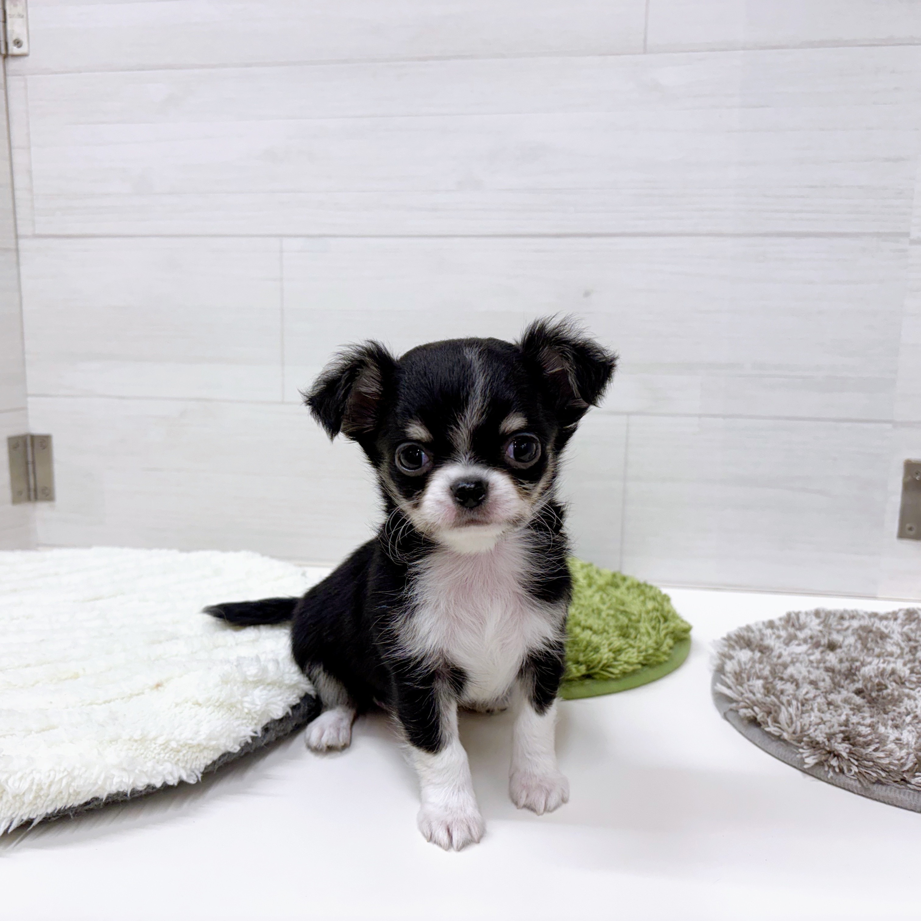 チワワ(ロング)(ブラックタンホワイト)の子犬を価格や特徴で探す