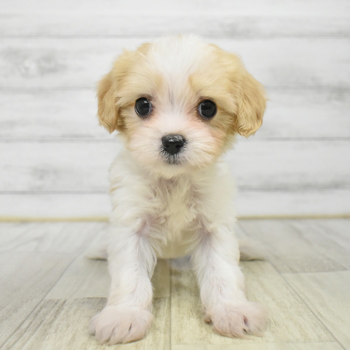 愛知県のマルキャバ/キャバチーズ(マルチーズ×キャバリア) (犬の家＆猫の里岡崎店/2025年12月15日生まれ/男の子/ブレンハイム)の子犬の3枚目の画像