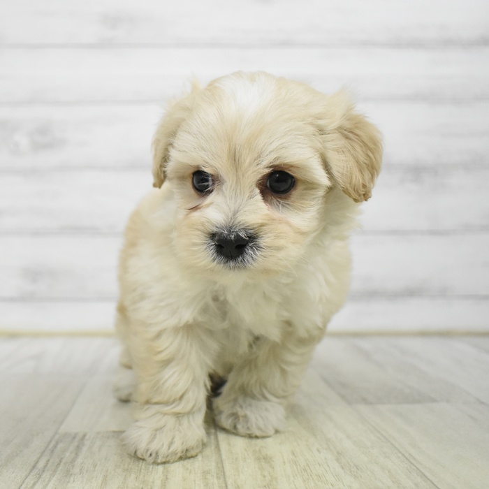 神奈川県のマルプー(マルチーズ×プードル) (犬の家＆猫の里相模原店/2025年12月15日生まれ/男の子/アプリコット)の子犬