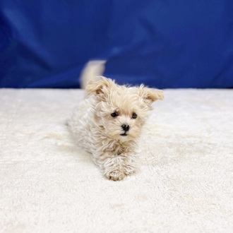 愛知県のマルプー(マルチーズ×プードル) (犬の家＆猫の里一宮店/2025年12月15日生まれ/女の子/クリームホワイト)の子犬の1枚目の画像