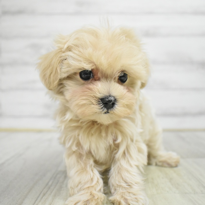 愛知県のマルプー(マルチーズ×プードル) (犬の家＆猫の里一宮店/2025年12月15日生まれ/女の子/クリームホワイト)の子犬の2枚目の画像