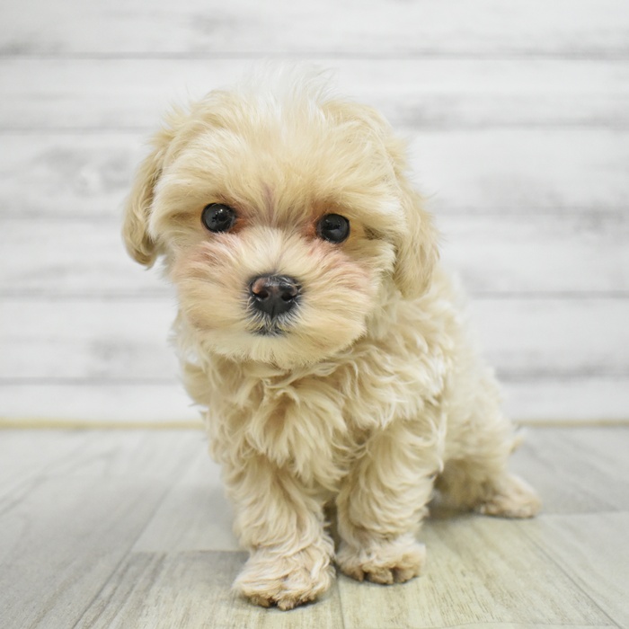 静岡県のマルプー(マルチーズ×プードル) (犬の家＆猫の里マークイズ静岡店/2025年12月15日生まれ/女の子/クリームホワイト)の子犬