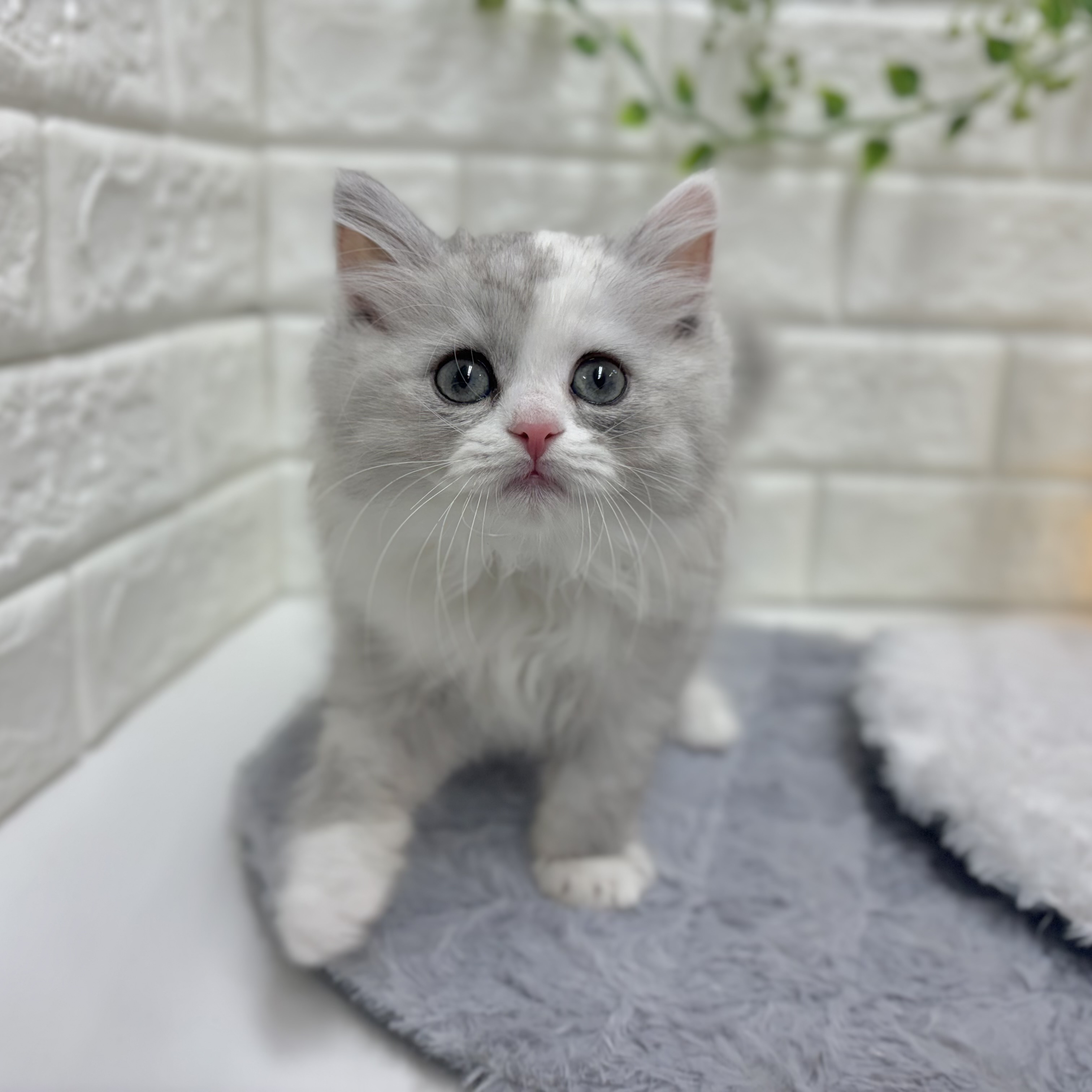 サイベリアンの写真