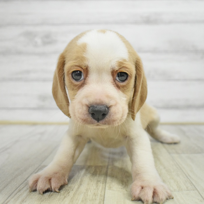 神奈川県のビーグル (犬の家＆猫の里小田原店/2025年12月16日生まれ/女の子/レモンホワイト)の子犬