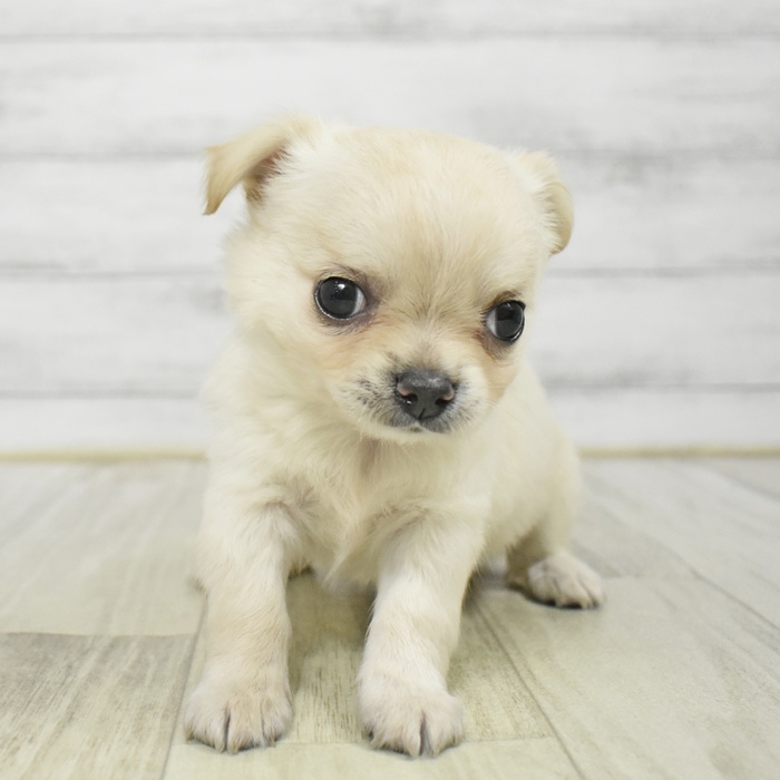 長野県のチワワ(ロング) (犬の家＆猫の里長野店/2025年12月16日生まれ/男の子/クリーム)の子犬