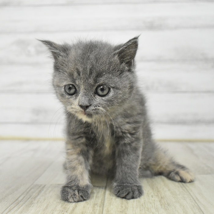 長野県のブリティッシュショートヘアー (犬の家＆猫の里長野店/2025年12月16日生まれ/女の子/ブルークリーム)の子猫