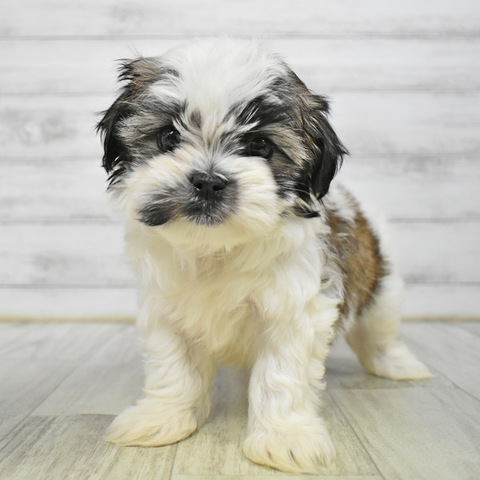 長野県のマルズー/マルシーズ(マルチーズ×シーズー) (犬の家＆猫の里長野店/2025年12月15日生まれ/女の子/ホワイトゴールド)の子犬