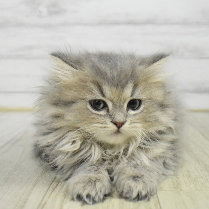 2025年12月14日生まれのミヌエット