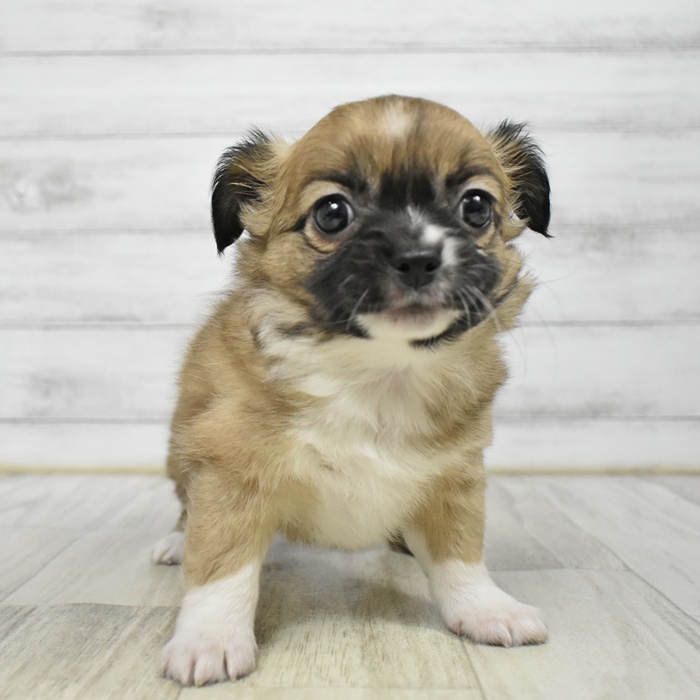 愛知県のパピチー/チワパピ(パピヨン×チワワ) (犬の家＆猫の里豊川インター店/2025年12月15日生まれ/女の子/フォーンホワイト)の子犬