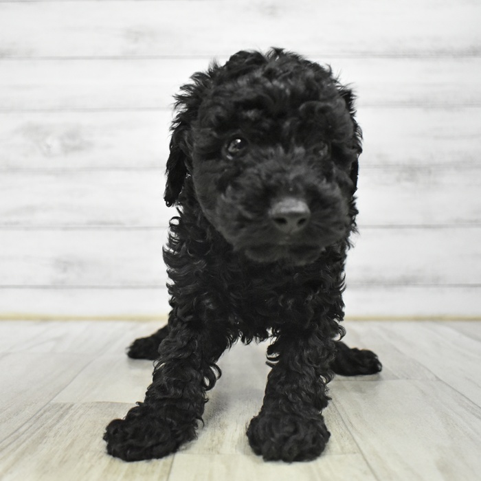静岡県のトイプードル(トイ) (犬の家＆猫の里マークイズ静岡店/2025年12月10日生まれ/女の子/ブラック)の子犬