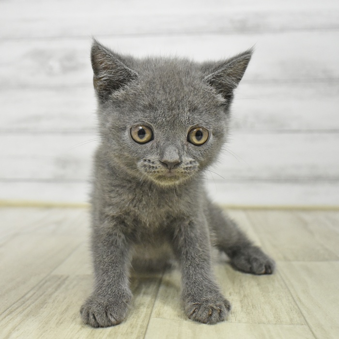 2025年12月15日生まれのブリティッシュショートヘアー