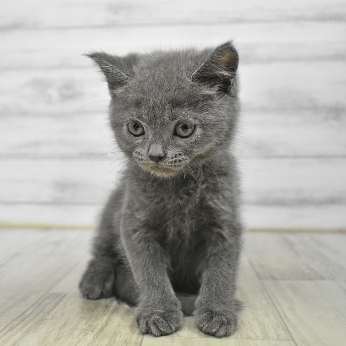千葉県のブリティッシュショートヘアー (犬の家＆猫の里BIGHOPガーデンモール印西店/2025年12月15日生まれ/男の子/ブルー)の子猫