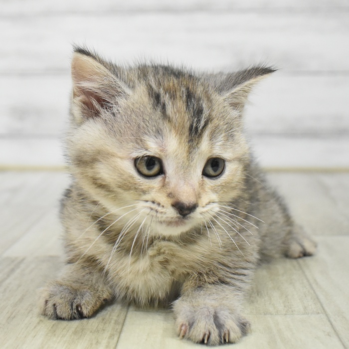 2025年12月7日生まれのスコティッシュフォールド