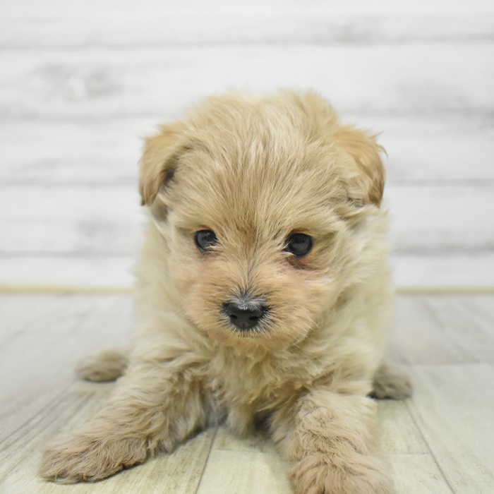 静岡県のポメプー(ポメラニアン×プードル) (犬の家＆猫の里プレ葉ウォーク浜北店/2025年12月15日生まれ/女の子/アプリコット)の子犬の4枚目の画像